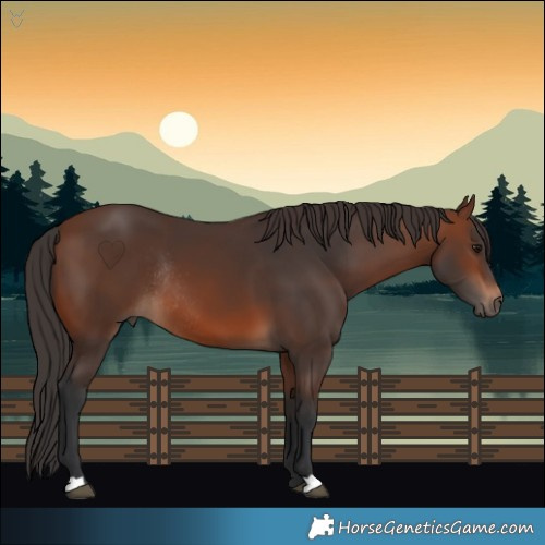 Horse Color:Brown Rabicano 