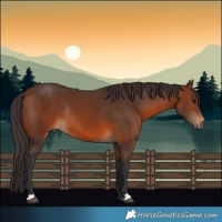 Horse Color:Brown Rabicano 