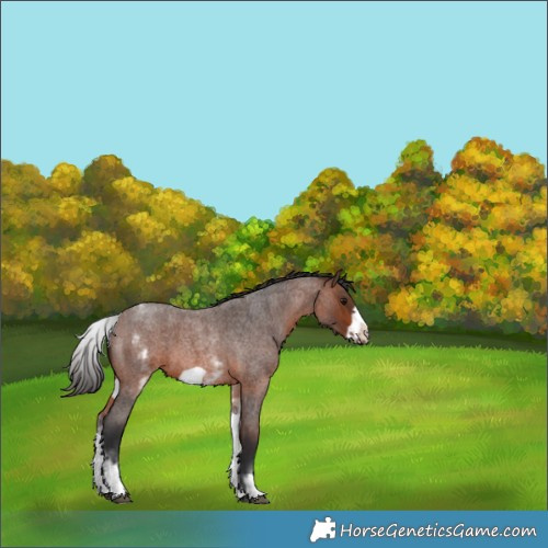 Horse Color:White Spotted Brown Roan Frame