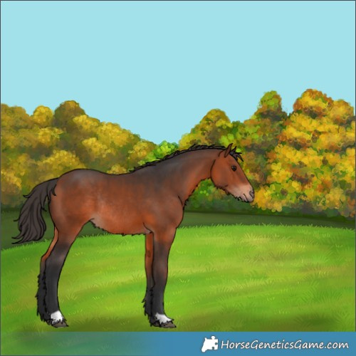Horse Color:Bay Rabicano 