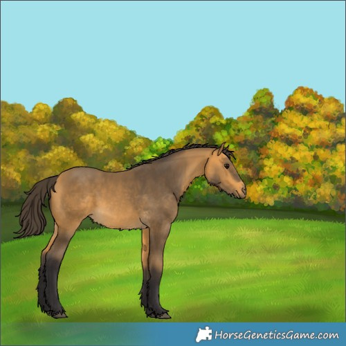 Horse Color:Buckskin 