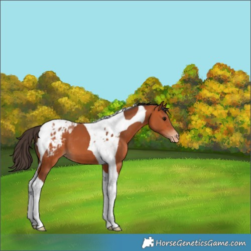 Horse Color:Bay Tobiano Appaloosa 