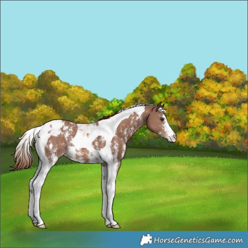 Horse Color:Chestnut Sabino Tobiano Appaloosa 