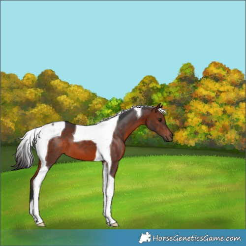 Horse Color:Bay Tobiano 