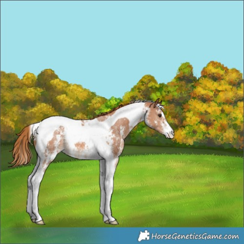 Horse Color:Chestnut Sabino Tobiano