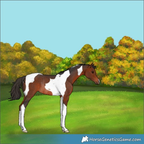 Horse Color:Bay Tobiano Rabicano