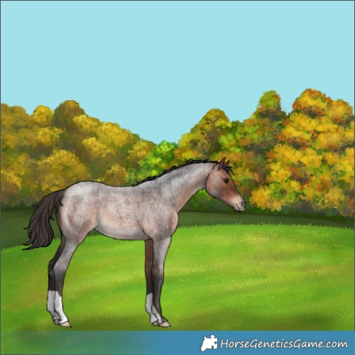 Horse Color:Bay Roan 
