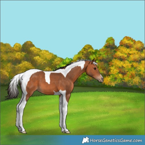 Horse Color:Bay Tobiano