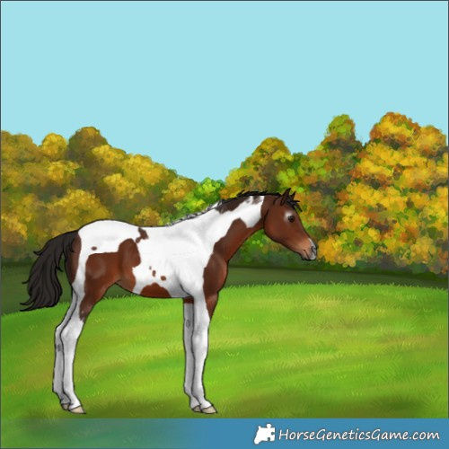 Horse Color:Gray Bay Tobiano 
