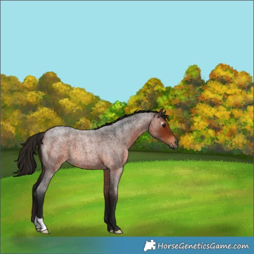 Horse Color:Gray Bay Roan