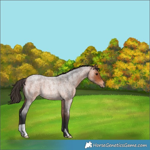 Horse Color:Bay Roan Rabicano