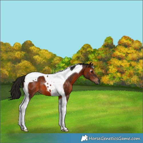 Horse Color:Gray Bay Tobiano