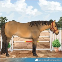 Horse Color:Buckskin 
