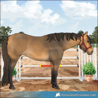 Horse Color:Buckskin 