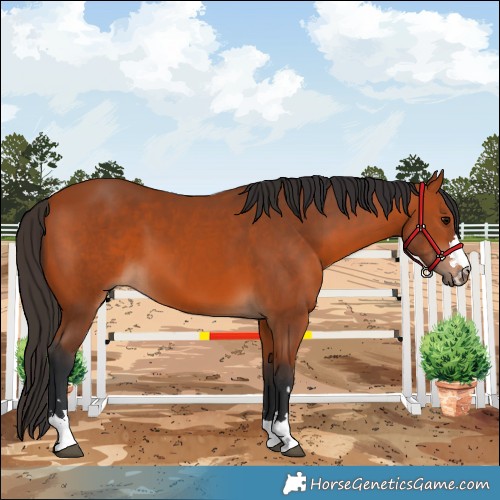 Horse Color:Bay 