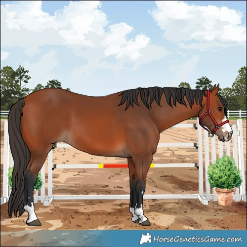 Horse Color:Bay 
