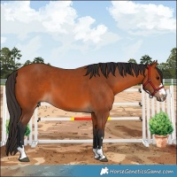 Horse Color:Bay 