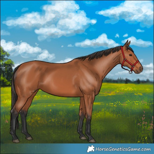 Horse Color:Bay 