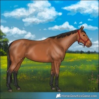 Horse Color:Bay 