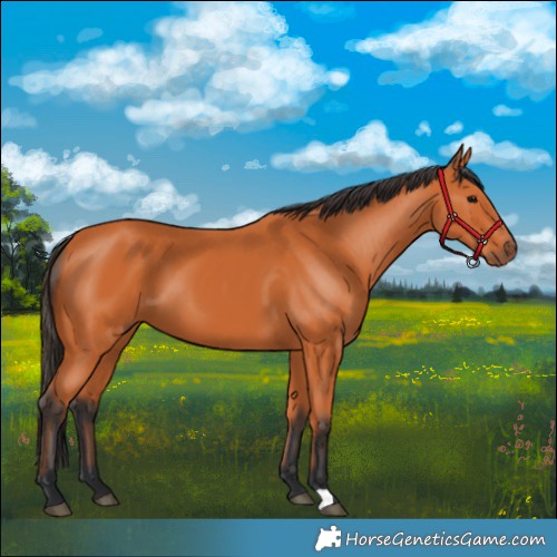 Horse Color:Bay 