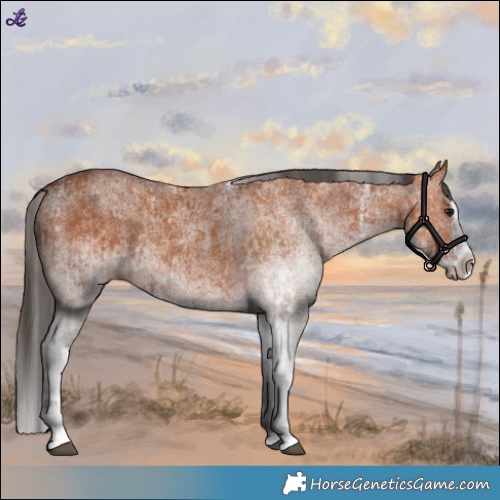 Horse Color:White Spotted Bay Splash  and White Spotted Bay Splash 