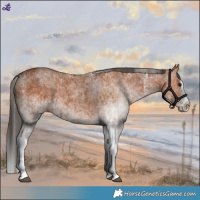 Horse Color:White Spotted Bay Splash  and White Spotted Bay Splash 