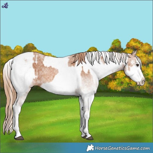 Horse Color:White Spotted Chestnut Splash  and White Spotted Chestnut Splash 