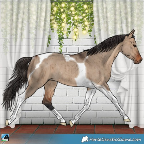 Horse Color:Bay Dun Tobiano Rabicano Brindle 