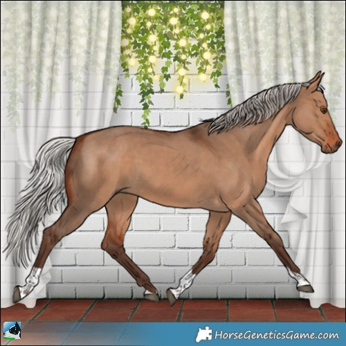 Horse Color:Silver Bay Dun Tobiano Rabicano 