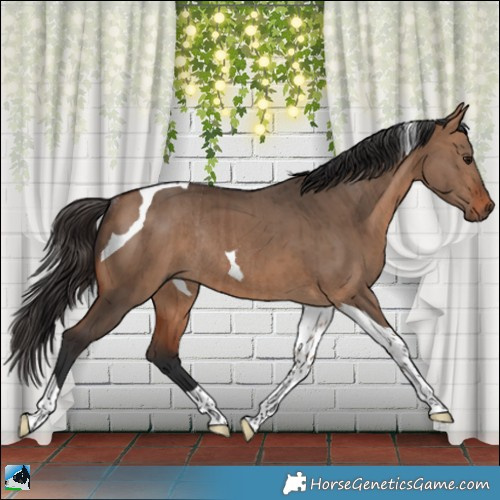 Horse Color:Bay Dun Tobiano Rabicano Brindle 