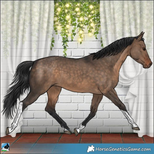 Horse Color:Bay Dun Tobiano Rabicano 