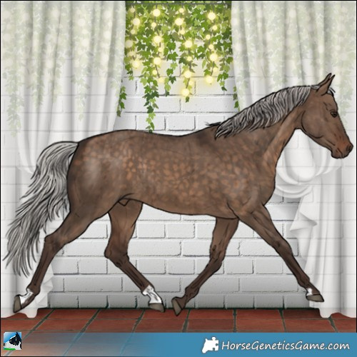 Horse Color:Silver Bay Dun Rabicano Brindle 
