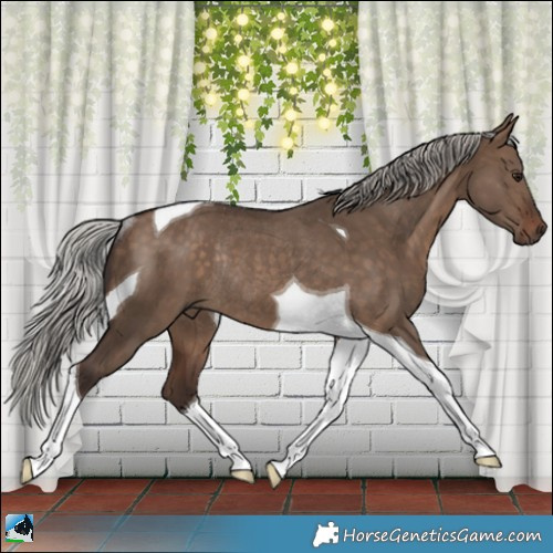 Horse Color:Silver Bay Dun Tobiano Rabicano 