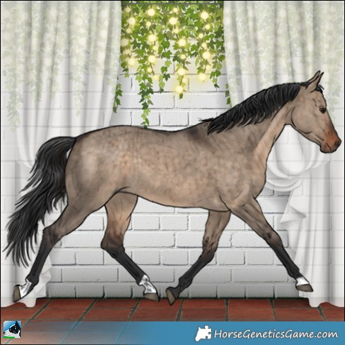Horse Color:Bay Dun Rabicano Brindle 