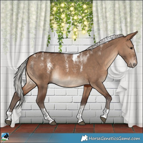 Horse Color:Powder White Silver Brown Dun Tobiano Rabicano 