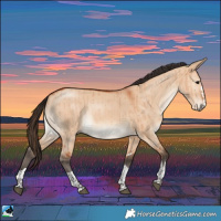 Horse Color:Bay Dun Rabicano Brindle