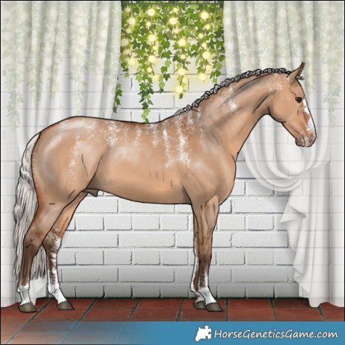 Horse Color:Powder White Silver Bay Dun 