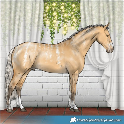 Horse Color:Powder White Silver Buckskin Dun 