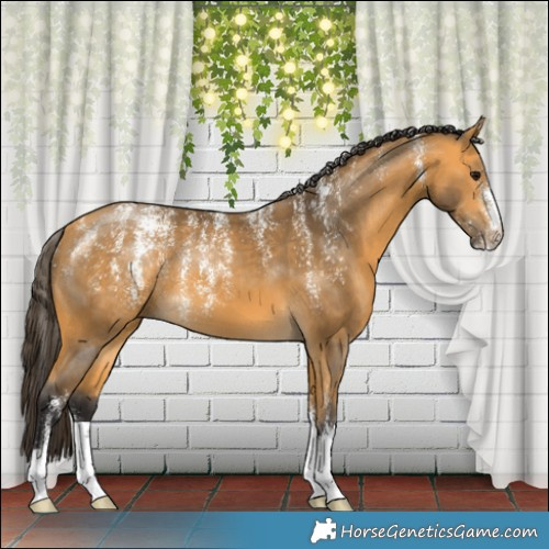 Horse Color:Powder White Buckskin 