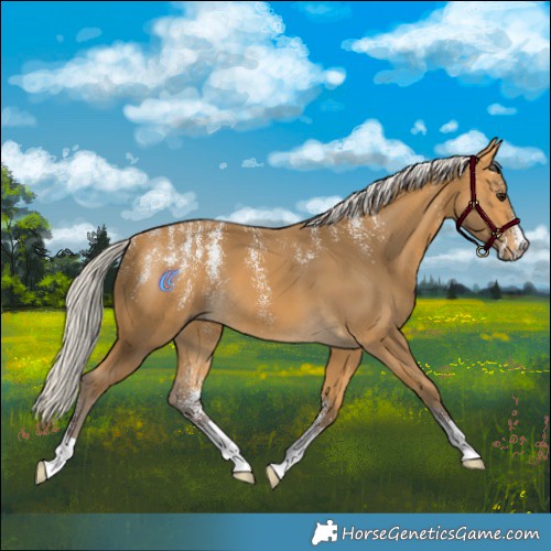 Horse Color:Powder White Silver Buckskin