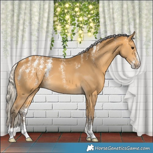 Horse Color:Powder White Silver Buckskin 