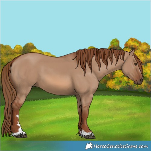 Horse Color:Red Dun 