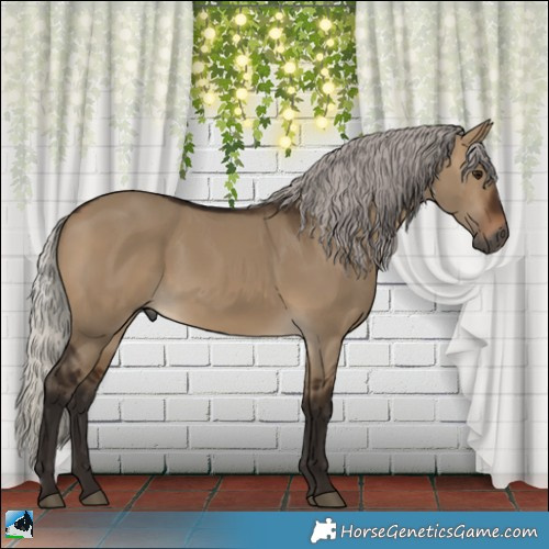 Horse Color:Gray Silver Bay Dun 