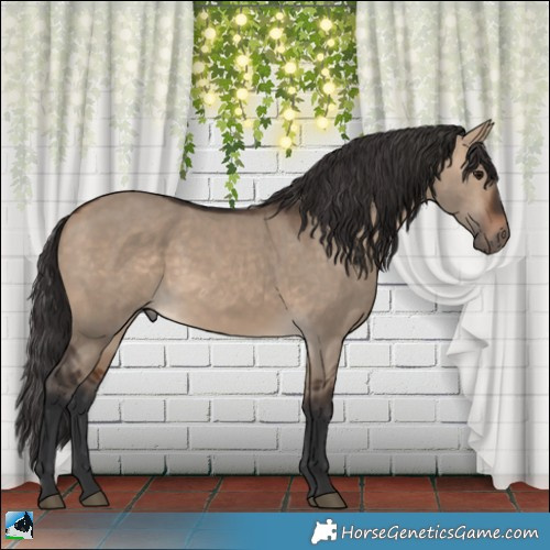 Horse Color:Bay Dun 