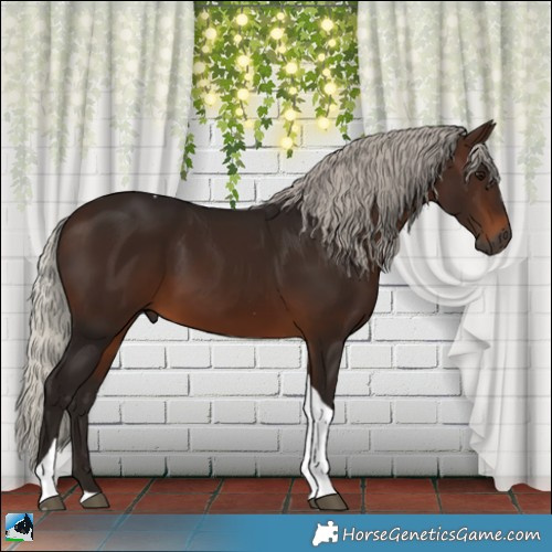 Horse Color:Gray Silver Bay Tobiano 
