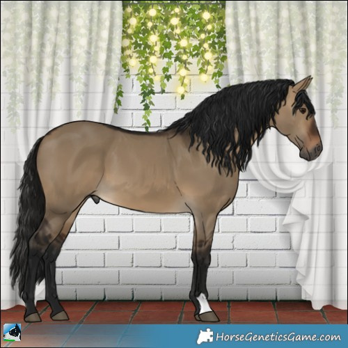 Horse Color:Gray Bay Dun 