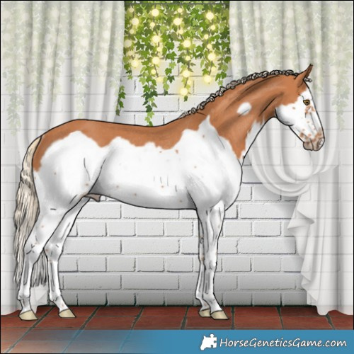 Horse Color:Chestnut Splash Frame Rabicano 