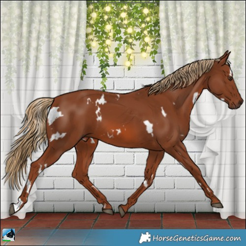 Horse Color:White Spotted Chestnut 