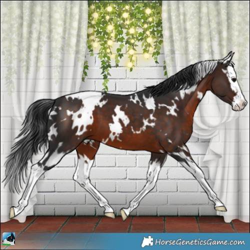 Horse Color:White Spotted Brown Splash 