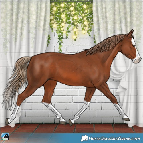 Horse Color:Chestnut Splash 